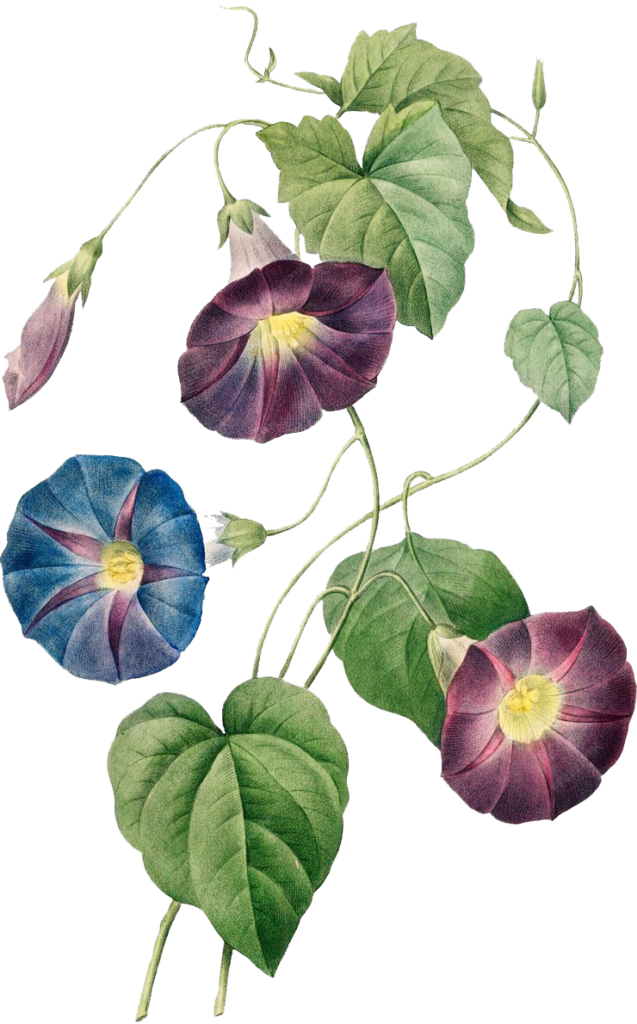 Marie & You 1 hermosa ilustracion flores gloria manana vintage troquelado alta calidad aislado sobre fondo blanco mejorado digitalmente 710157 397 Marie & You